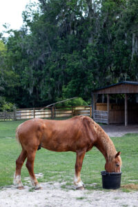 A horse eating it's dinner at Middleton place SC