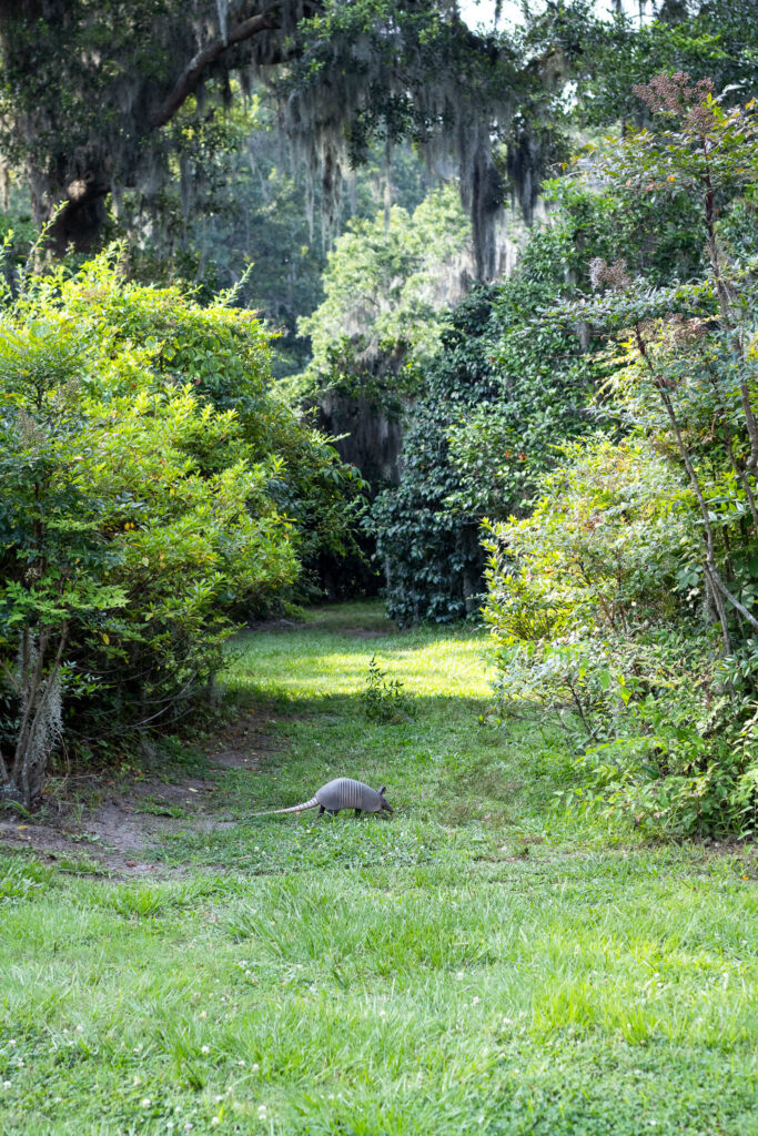 An armadillo in the grass at Middleton place gardens