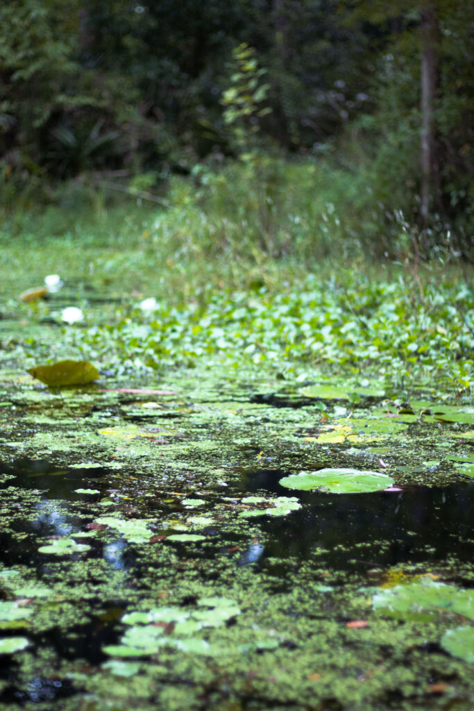 Lush green lilypads floating atop the swamp at Cypress Gardens
