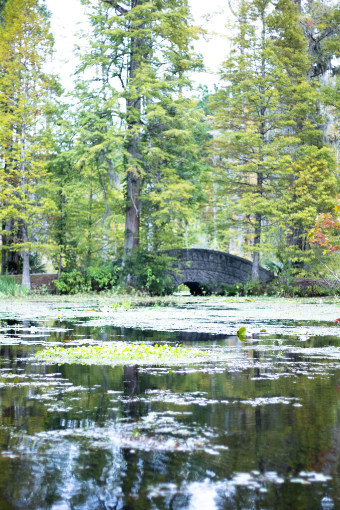 A beautiful walking bridge over the glistening swamp at Cypress Gardens