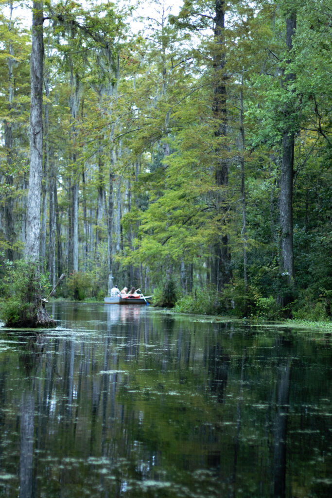 A view from the rowboat during the Cypress Gardens boat tour