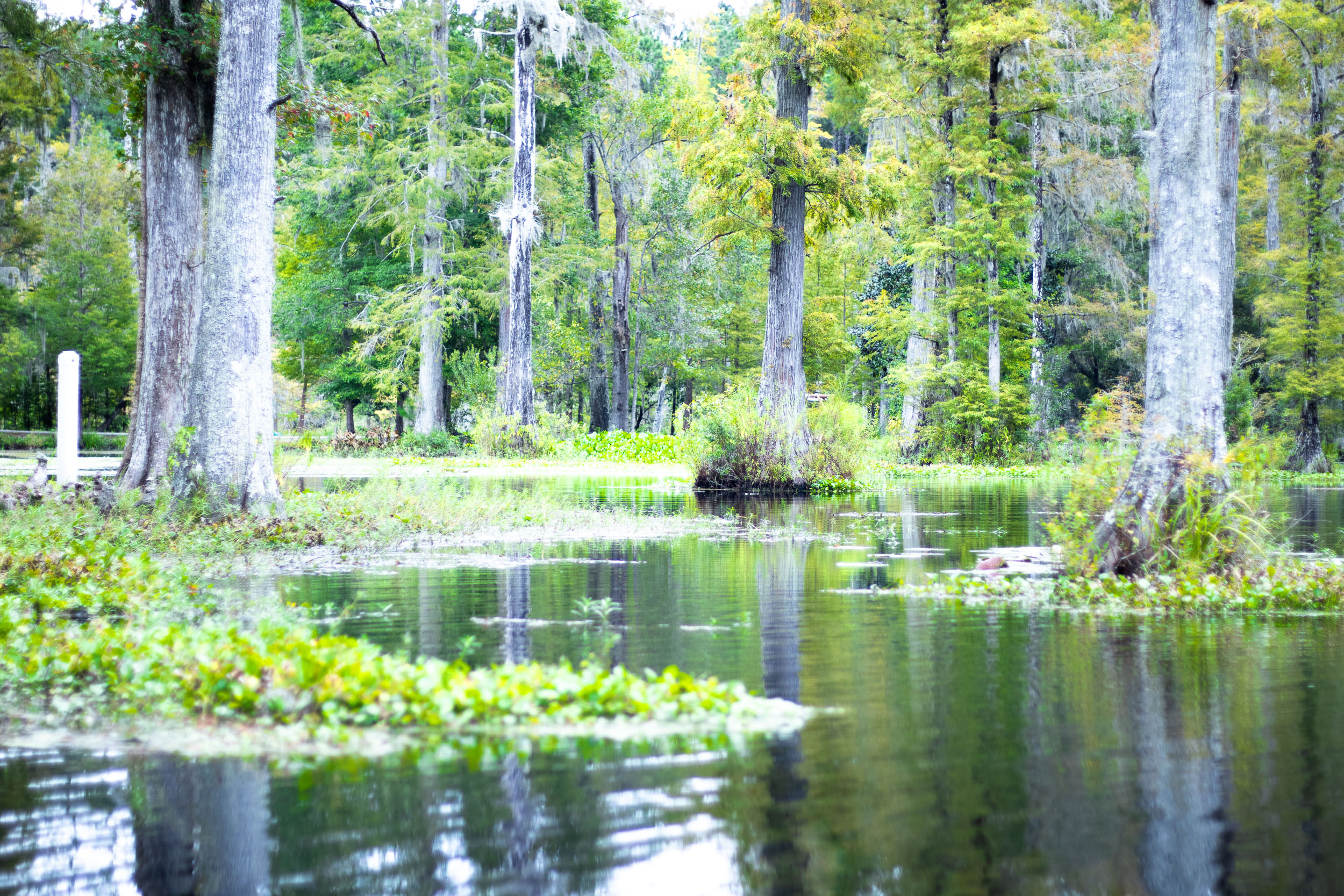 A romantic Cypress Gardens SC boat tour in a charming row boat