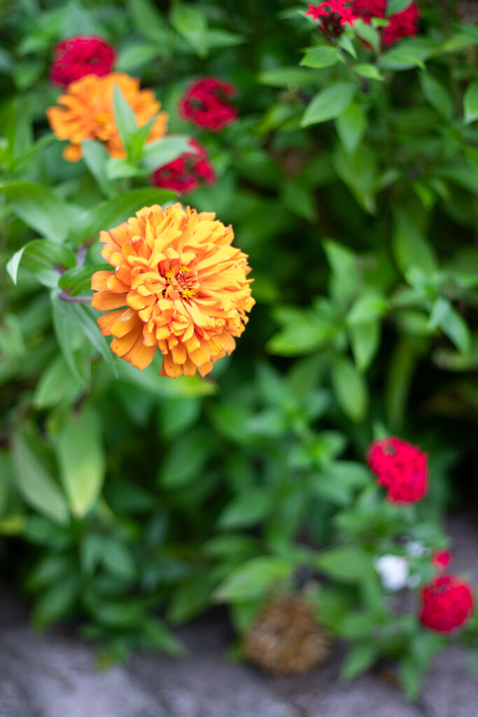 A bright orange flower from a garden near Charleston SC.