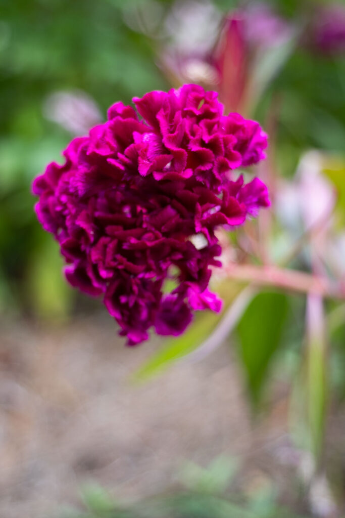 A beautiful fuchsia flower from a garden in South Carolina.