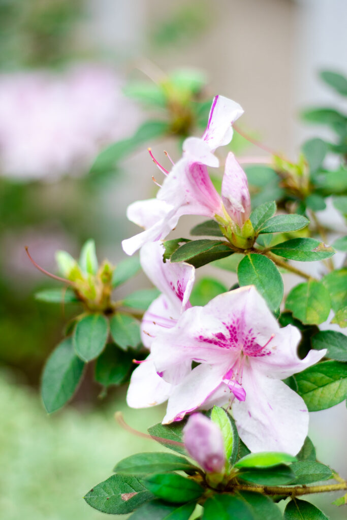 A delicate pink flower from a garden near Charleston SC.