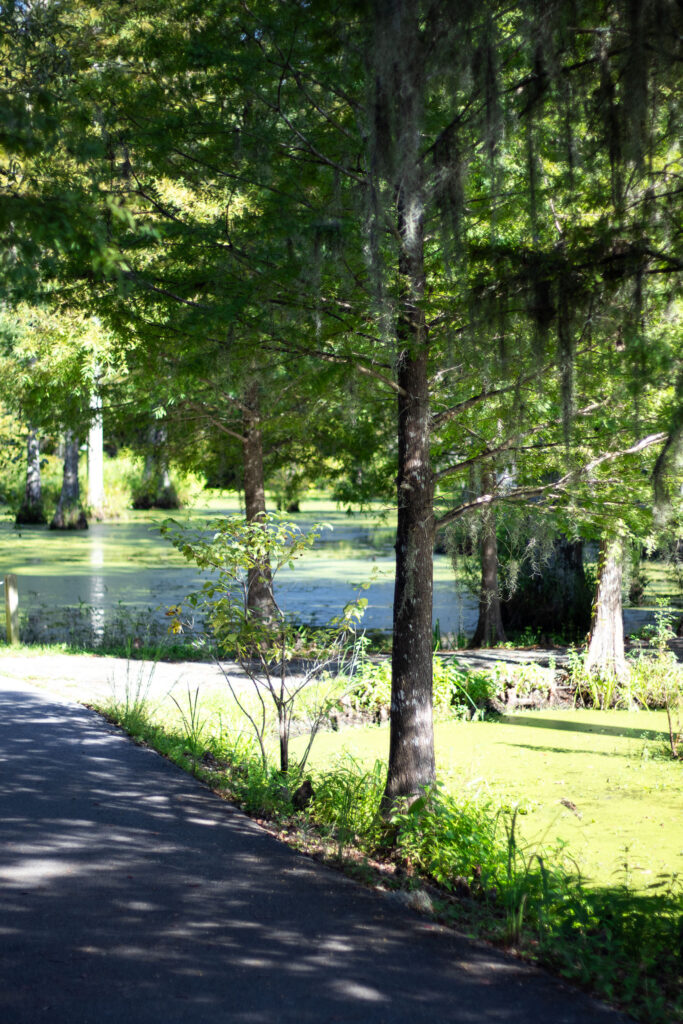 A blue pond surrounded by Spanish oak trees at Mepkin Abbey Retreat Center.