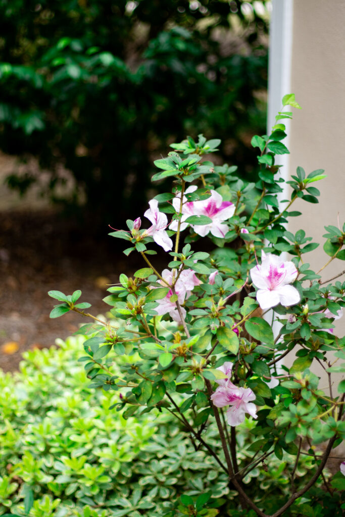 A beautiful garden of flowers at Mepkin Abbey Botanical Garden in South Carolina.