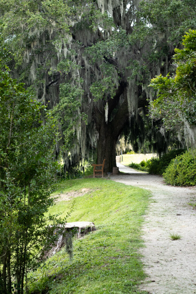 A wooden bench along a winding path shaded by a tall spanish oak tree at 