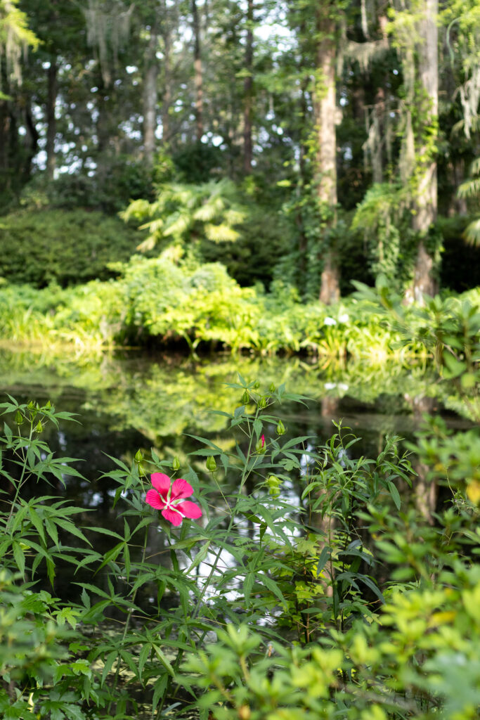 A tranquil pond at Mepkin Abbey Botanical Garden.